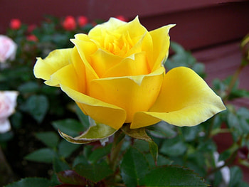 Plants, Flowers, Roses HD wallpaper