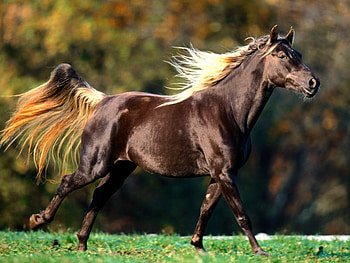 Animals, Horses HD wallpaper