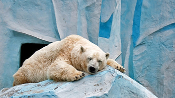 Sleeping wonder, Peaceful slumber, Stunning polar, Tranquil beauty HD wallpaper