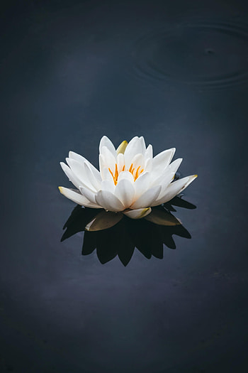 Flowers, Water, Lotus, Flower, Petals, Bloom, Flowering, Basin HD phone wallpaper