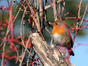 Cute Bird, cool, cute, bird HD wallpaper