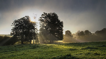 Nature, Grass, Sun, Shine, Light, Morning HD wallpaper