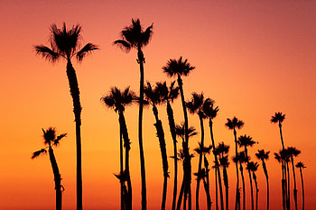Nature, Sunset, Sky, Pink, Palms, Tropics HD wallpaper