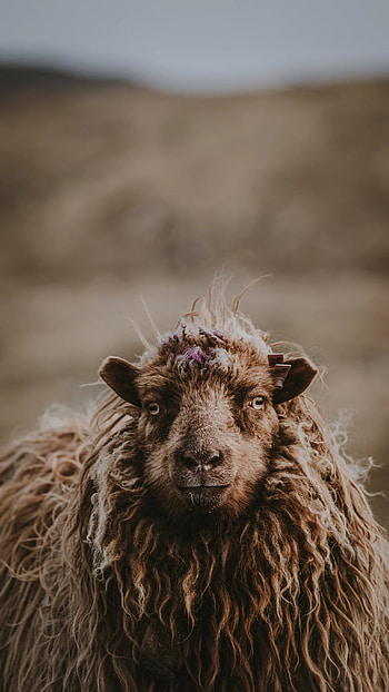 lamb, Animal HD phone wallpaper