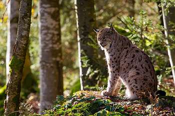Lynx, cat, forest, ainmal HD wallpaper