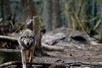 Animals, Forest, Predator, Wolf, Wildlife HD wallpaper