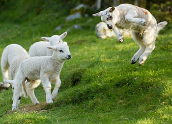 Spring lambs, grass, spring, sheep, lamb HD wallpaper