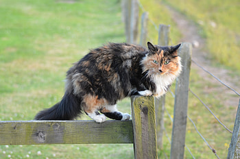 Animals, Cat, Spotted, Spotty, Stroll HD wallpaper