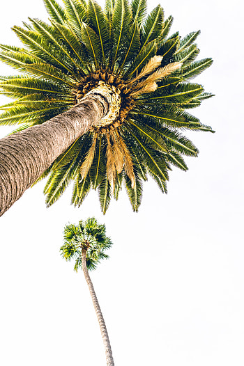 Wood, Tree, Minimalism, Palm, Bottom View HD phone wallpaper