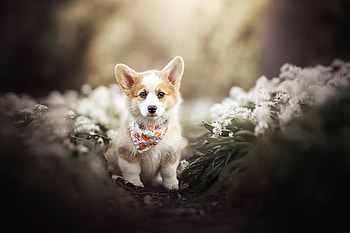 Welsh Corgi HD wallpaper