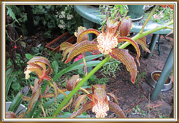 FRAMED FLOWERS, FLOWERS, NATURE, FRAMED HD wallpaper