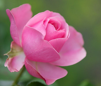 Kissing the Last Daylight, rose, pink, delicate, flower, nature, lovely HD wallpaper