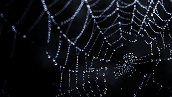 Cobweb Water Drops Dark Background Dark Background HD wallpaper