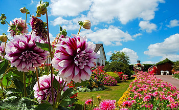 Flowers, Chrysanthemum, Flower Bed, Flowerbed, Dahlias, Handsomely, It's Beautiful, Sunny HD wallpaper
