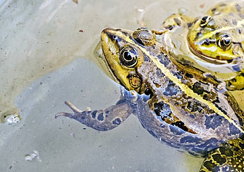 Animals, Water, Stains, Spots, Frog HD wallpaper