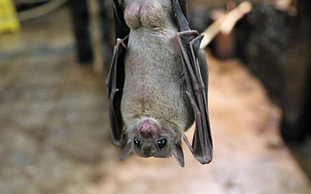 Bat species, Nocturnal creatures, Unique mammal, Echolocation abilities HD wallpaper