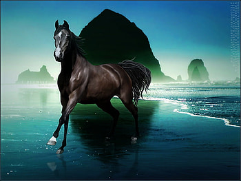 dom blue, blue, gallop, black horse, water, beauty, ocean, rock HD wallpaper