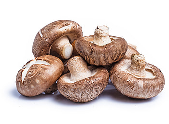 Shitake mushroom, Edens hk, Shitake, Mushroom HD wallpaper
