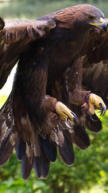 Golden Eagle in its Habitat, Wings Spread Wide, Nature's Brown and Green HD phone wallpaper