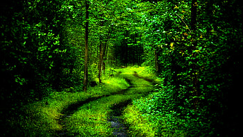 Path in the Forest, leaves, path, green, trees, road, nature, grass, forest HD wallpaper