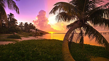 Nature, Sunset, Shore, Bank, Palm, Bridge, Evening HD wallpaper