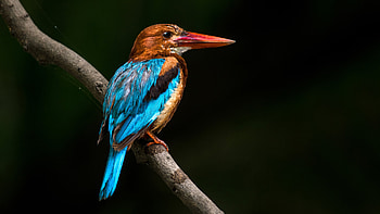 Kingfisher, animal, nature, bird HD wallpaper