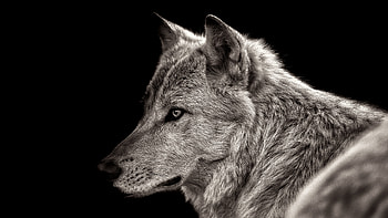 Animal Wolf View HD wallpaper