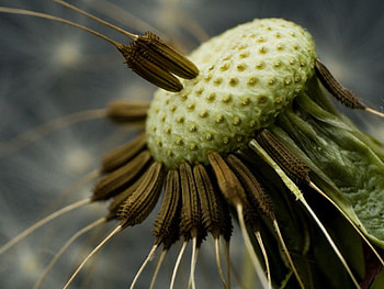 Macro, Grey, Dandelion, Fallen, Seeds, Seed HD wallpaper