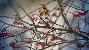 Animals, Bird, Thrush, Rowan HD wallpaper