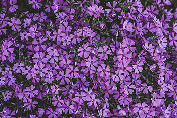 Flowers, Lilac, Bloom, Flowering, Inflorescences, Inflorescence HD wallpaper