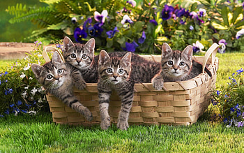 Animals, Cats HD wallpaper