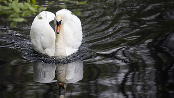 Mute swan , Ultra swan, Ultra swan, Mute swan HD wallpaper