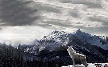 Full Wolf , Backgrounds . HD wallpaper