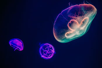 Glowing jellyfish with neon colors swim gracefully in an illuminated aquarium setting. HD wallpaper