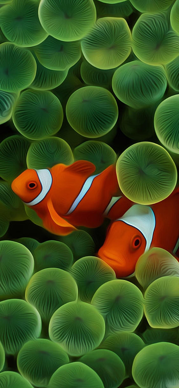Clownfish, , original, iOS 11, X, apple, , 8, clean, beauty, col. Fish , Old , Original HD phone wallpaper