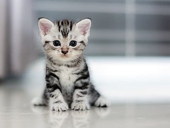 Small Kitten, kitten, cat, animals HD wallpaper