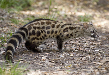 Civet , Stylish background HD wallpaper