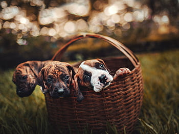 Three cute puppies snuggled together in a wicker basket on grass, enjoying a sunny day. HD wallpaper