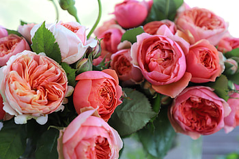 Bouquet, pink roses, fresh HD wallpaper