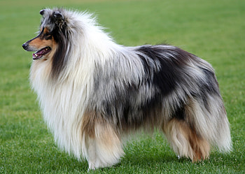 Animals, Fluffy, Dog, Collie HD wallpaper