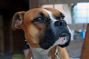 Animals, Dog, Muzzle, Sheepdog, Sheep Dog, Boxer HD wallpaper