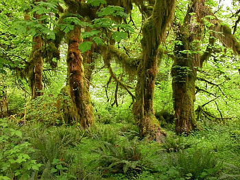 Maple Tree in Hoh Rain Forest Trail, WA, bushes, leaves, forest, tree HD wallpaper
