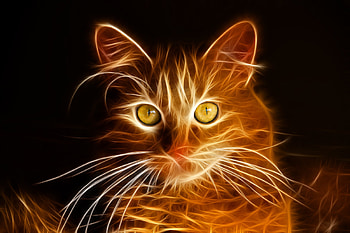 Fractal Cat, eyes, cat, fractal, cg HD wallpaper