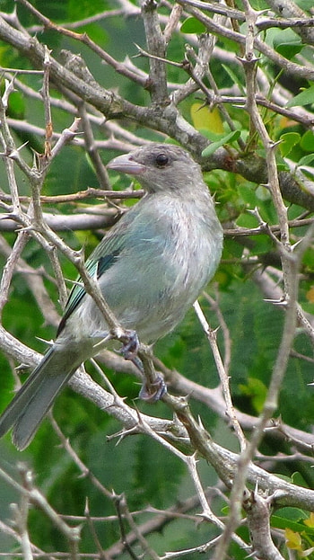 Glaucous, Glaucous tanager HD phone wallpaper