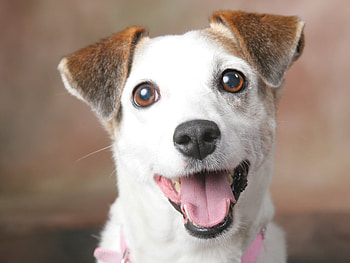 Dog, animal, puppy, friend HD wallpaper