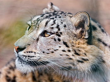 Animals, Snow Leopard, Predator, Big Cat, Sight, Opinion HD wallpaper