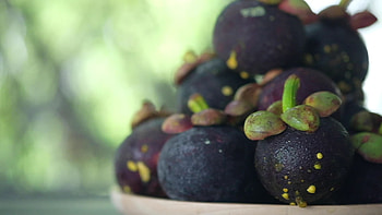 Mangosteen, Purple fruit, Tropical, Stock footage HD wallpaper