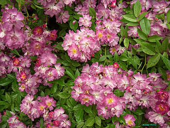 Plants, Flowers, Background HD wallpaper