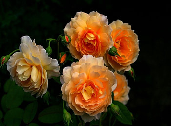 Beauty of Orange, gorgeous, beautiful, flowers, roses HD wallpaper