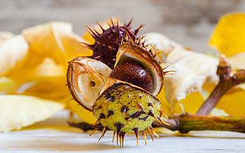 Chestnut , Food-themed, Aesthetic background, Visual delight HD wallpaper
